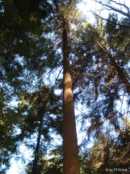 E. Gefunden - der Aster Maibaum 2006